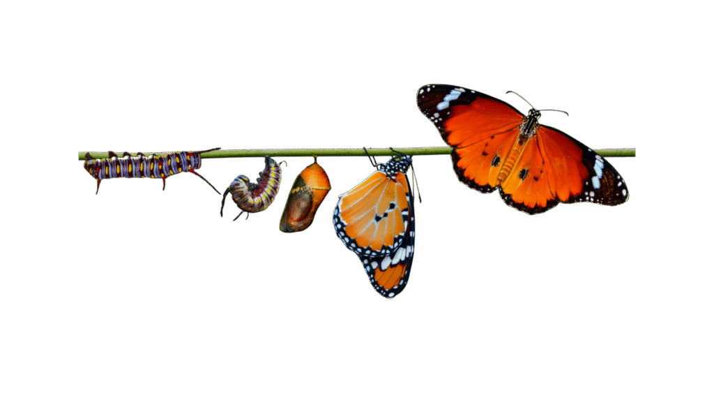 Bilde background buuterfly 2 Bilde background buuterfly 2