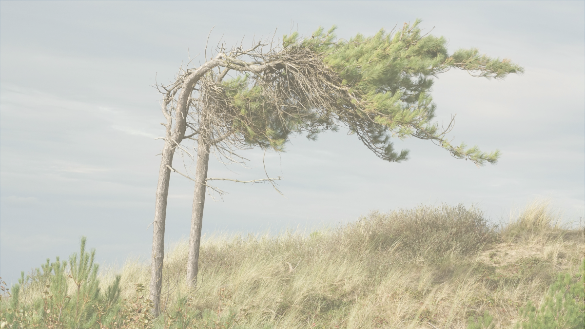 Bilde articulo filosomas resiliencia